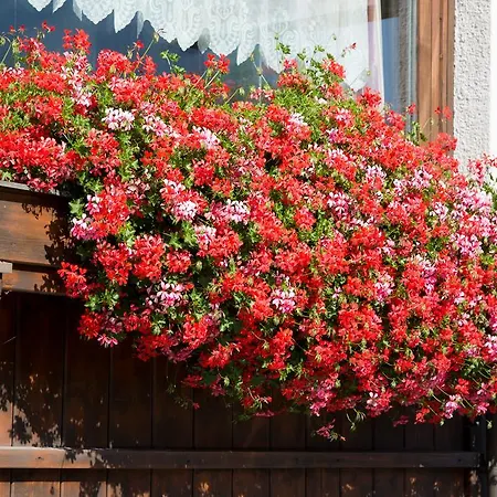 Отель Alpina Regina 3*