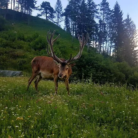 Отель Alpina Regina Бибервир