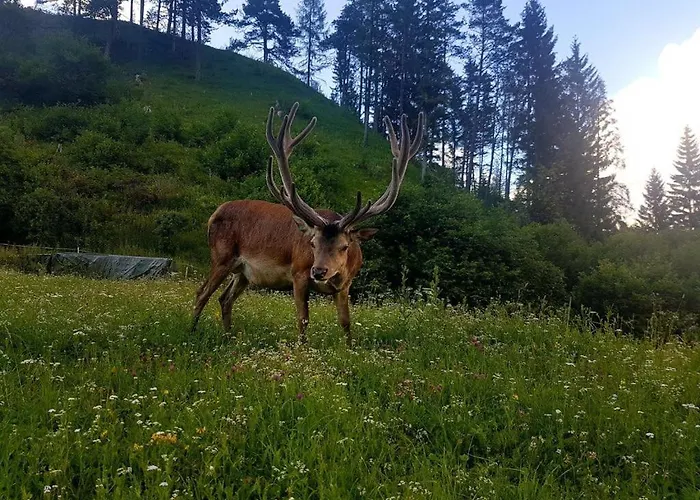 Hotell Alpina Regina Biberwier